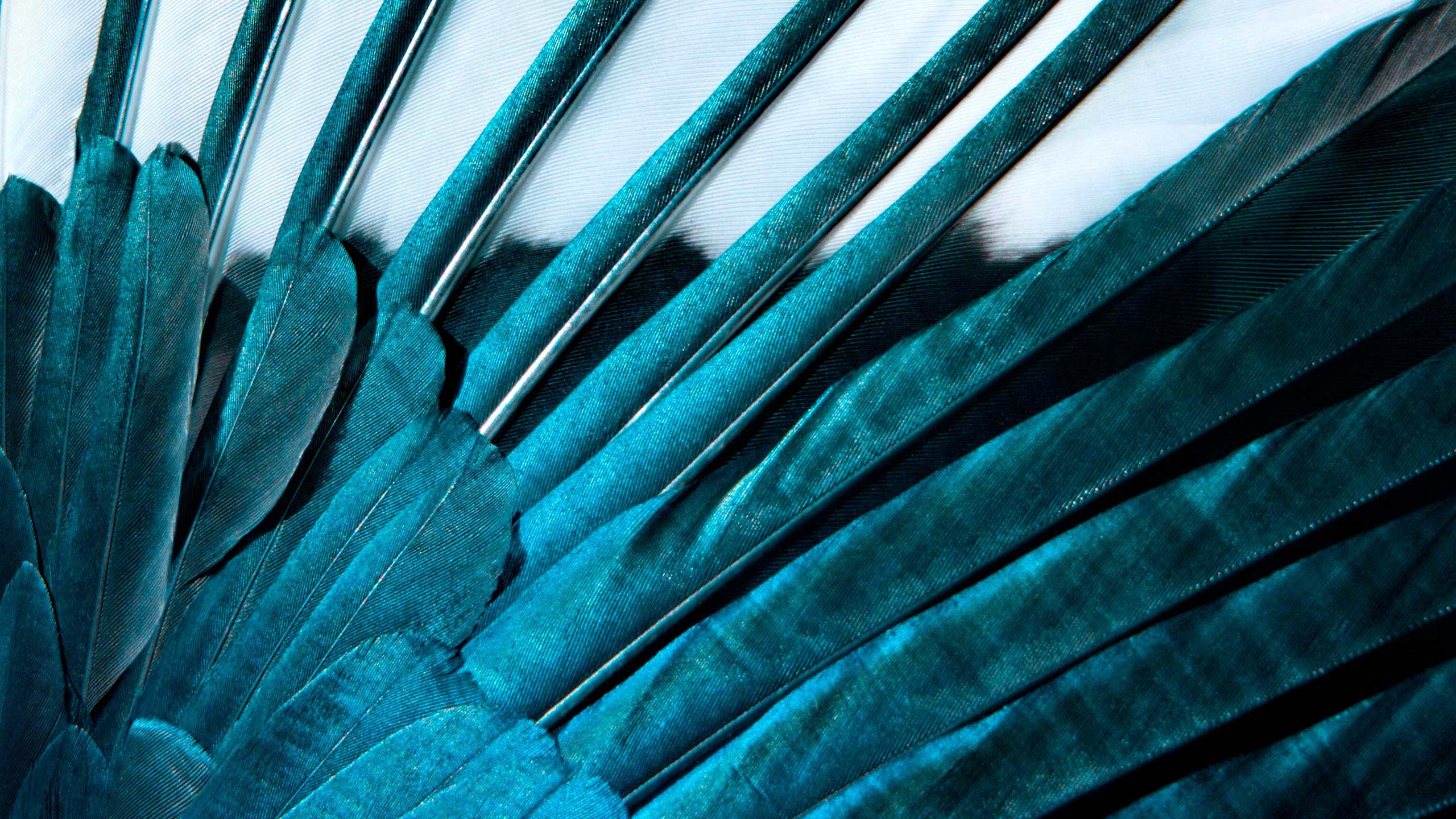 Will_Works_Feathers01