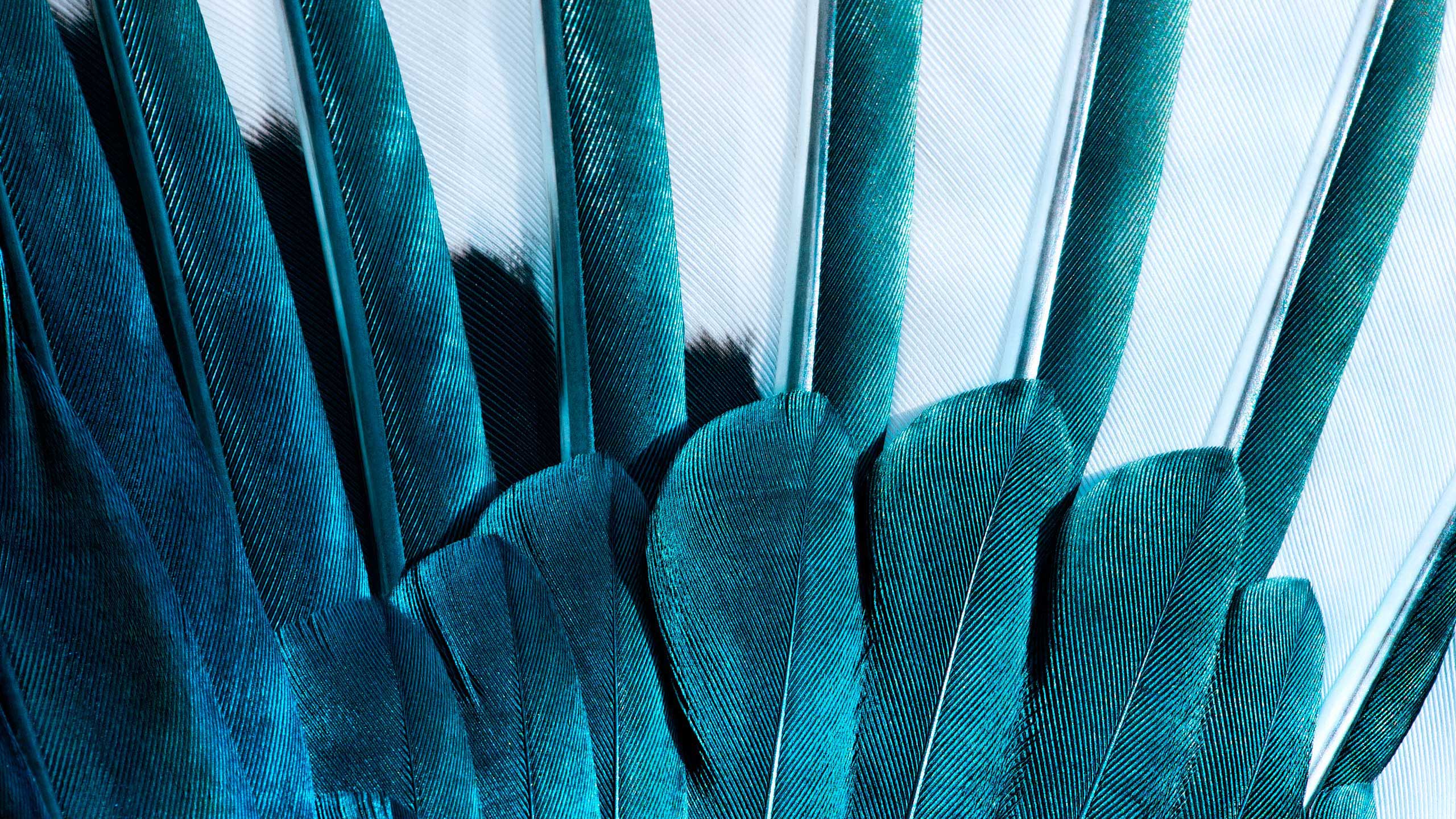 Will_Works_Feathers02