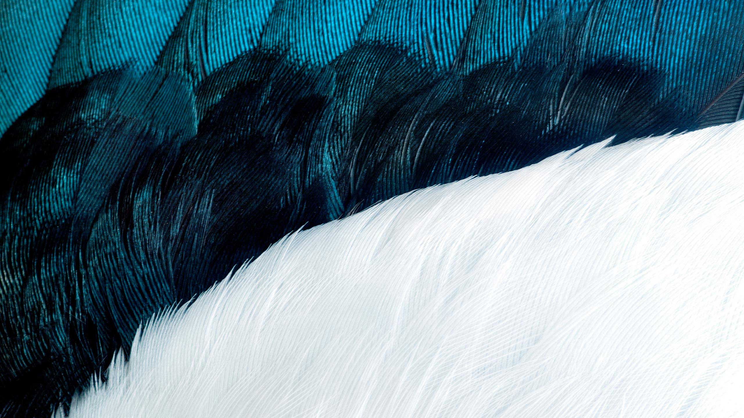 Will_Works_Feathers03